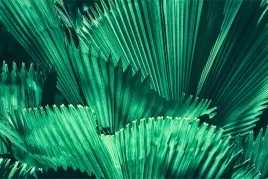 fototapeta-do-sypialni-liscie-palma-zielen-450x300