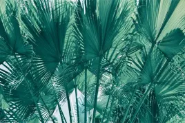 fototapeta-do-salonu-liscie-palma-natura-400x280