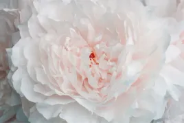 fototapeta-do-salonu-kwiaty-piwonie-natura-450x300