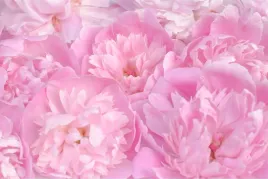 fototapeta-do-salonu-kwiaty-piekne-peonie-450x300