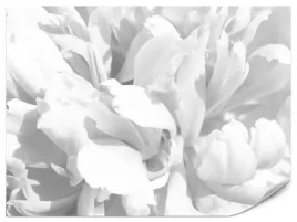 fototapeta-do-salonu-sypialni-biale-piwonie-kwiaty-natura-rosliny-450x300