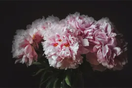 fototapeta-do-sypialni-rozowe-piwonie-3d-450x300