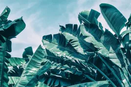 fototapeta-do-salonu-liscie-banana-zielen-450x300