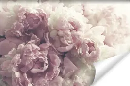 fototapeta-kwiaty-peonie-3d-na-wymiar