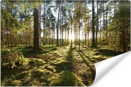 fototapeta-las-zachod-slonca-pejzaz-3d-na-wymiar