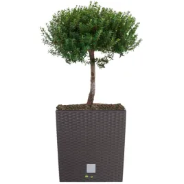 donica-kwadratowa-wklad-rattan-40x40x40cm-umbra