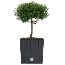 donica-kwadratowa-wklad-rattan-40x40x40cm-antracyt