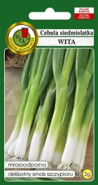 cebula-siedmiolatka-wita-2g-nasiona