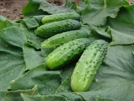 ogorek-gruntowy-altaj-f1-2g-nasiona