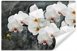 fototapeta-biale-storczyki-kwiaty-natura-450x300