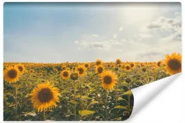 fototapeta-pole-slonecznikow-natura-slonce-450x300