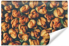 fototapeta-pomaranczowe-tulipany-kwiaty-3d-450x300
