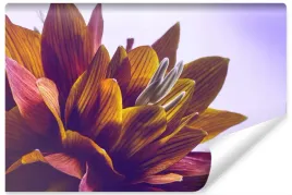 fototapeta-do-salonu-kwiat-lotosu-makro-3d-450x300