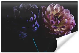 fototapeta-natura-delikatne-dalie-kwiaty-450x300