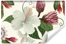 fototapeta-do-salonu-bialy-hibiskus-kwiaty-450x300