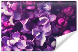 fototapeta-fioletowe-kwiaty-bzu-natura-3d-450x300