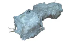 bombka-w-kloszu-3szt-biala-brokat-or-wad7572