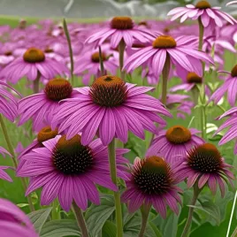 jezowka-purpurowa-1g-nasiona-piekne-kwiaty