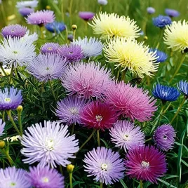 aster-igielkowy-mieszany-125g-nasiona-piekne-kwiaty