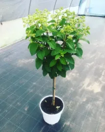 hortensja-bobo-pbr-bukietowa-na-pniu-przepiekne-kwiaty-7-5l