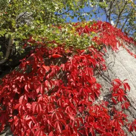 winobluszcz-pieciolistkowy-murorum-2l-pakiet-5-sztuk