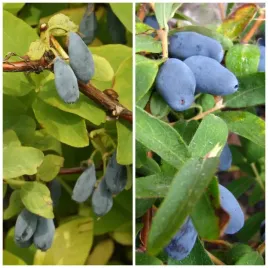 jagoda-kamczacka-n5-super-zestaw-wojtek-zojka-1l