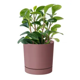 doniczka-z-podstawka-tubo-p-dpop150-marsala
