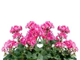 florovit-nawoz-do-pelargonii-25l-waga-2-5-kg