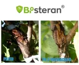 bisteran-5kg-stymulator-wzrostu-forma-plyn