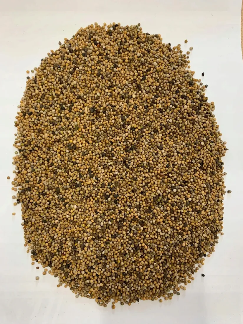 gorczyca-biala-ziarno-dobra-jakosc-25kg-zielonka-dla-zwierzat-zielony-nawoz