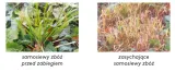 agil-s-100ec-5l-perz-miotla-forma-plyn