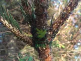 sumin-karate-spray-1l-srodek-owadobojczy-mszyce-wciornastki-zastosowanie-owadobojcze-przeciwko-insektom-stan-nowy