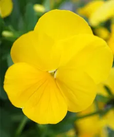 bratek-wielkokwiatowy-zolty-nasiona-kwiatow-roslin-ozdobnych-bratki