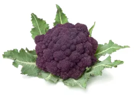 nasiona-warzyw-brokul-miranda-fioletowy-wczesny-plenny