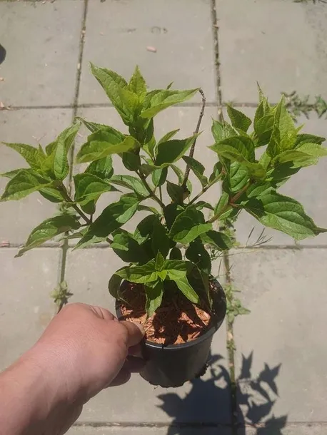 hortensja-bukietowa-petit-flori-nowa-kolekcjonerska-perelka-ladne-sadzonki-roslina-w-postaci-sadzonka-w-pojemniku-1-2l-kod-producenta-h-petit