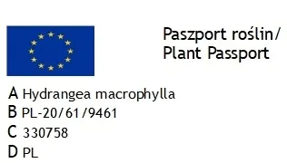 hortensja-bukietowa-petit-flori-nowa-kolekcjonerska-perelka-ladne-sadzonki-roslina-w-postaci-sadzonka-w-pojemniku-1-2l