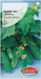 ogorek-salatkowy-dar-na-balkon-taras-donniczkowy-3-gram