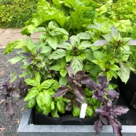 bazylia-mix-mieszanka-odmian-bazylii-aromatyczna-do-kuchni-wloskiej-1g