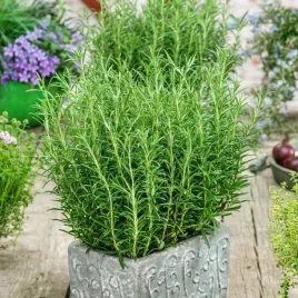 rozmaryn-rosmarinus-officinalis-nasiona-ziol-01g-armatyczny-ziola