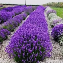 lawenda-polska-odmiana-wieloletnia-pakiet-5-szt-sadzonki-10-20-cm