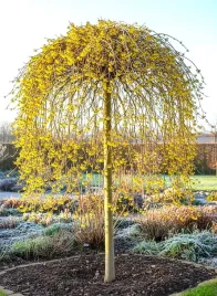 oczar-wirginijski-zolty-na-pniu-sadzonki-40-50-cm