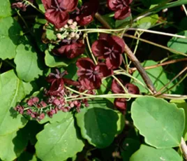 akebia-trojlistkowa-akebia-trifoliata-nasiona-190-sztuk-10g