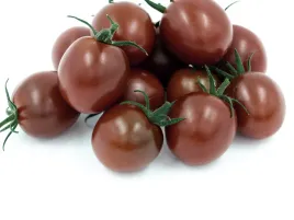 pomidor-szczepiony-chocolina-pomidor-cherry-ciemne-owoce-sadzonka-p9