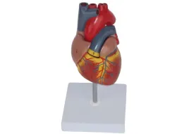 model-anatomiczny-serca-czlowieka-resteq-1-1-rozbieralny-edukacyj-do-nauki