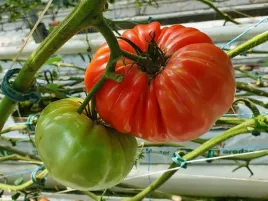 pomidor-szczepiony-corazon-bawole-serce-bardzo-plenny-sadzonka-p9