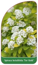 etykiety-z-gumka-tawula-brzozolistna-tor-gold