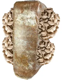 boczniak-boczniaki-balot-grzybnia-uprawa-w-domu