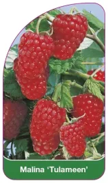 etykiety-szkolkarskie-z-gumka-malina-tulameen