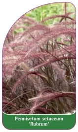 etykiety-z-gumka-pennisetum-setacum-rubrum