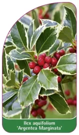 etykiety-ostrokrzew-kolaczasty-argentea-marginata